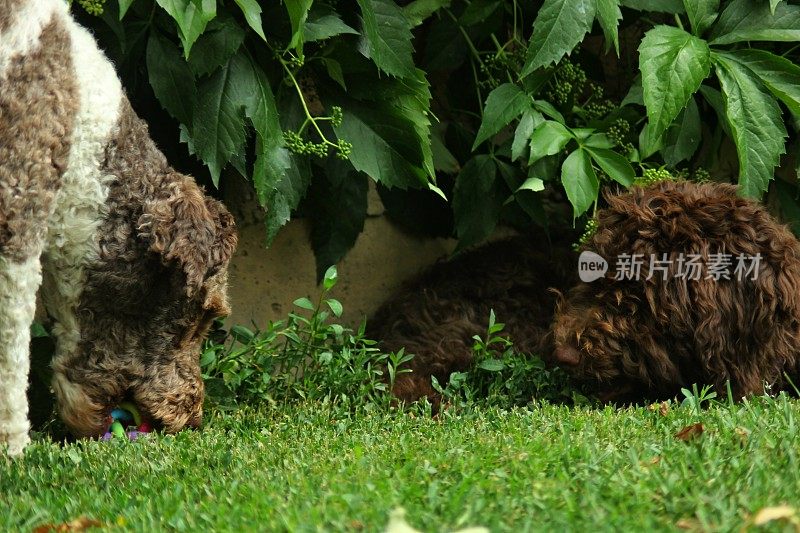 动物家庭两只母狗Lagotto Romagnolo